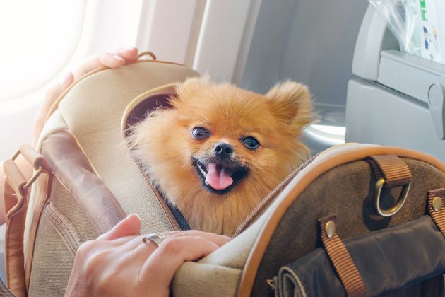 Flying with Pets The Benefits of Private Jet Chartering for Pet Owners
