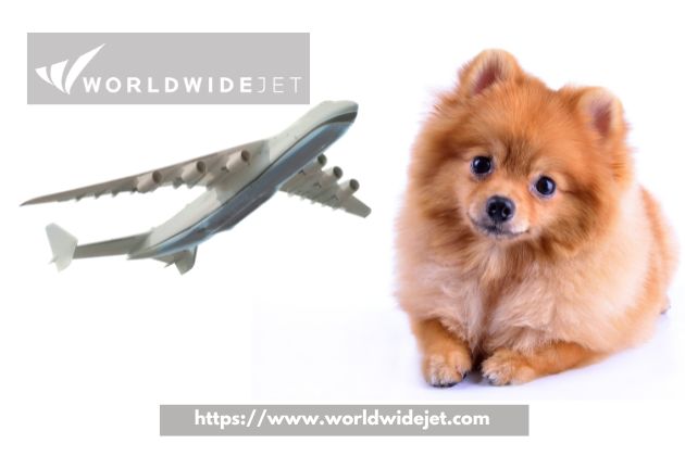 The Ultimate Guide to Chartered Air Travel with Pets