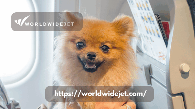 Chartering a Private Jet with Pets from VNY